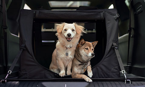 accesorios mascotas